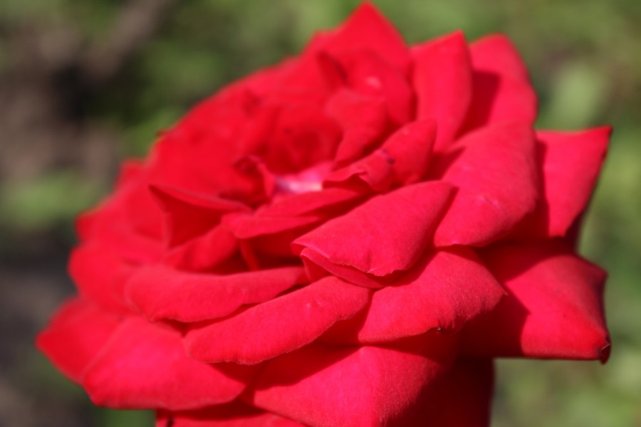 Розы651