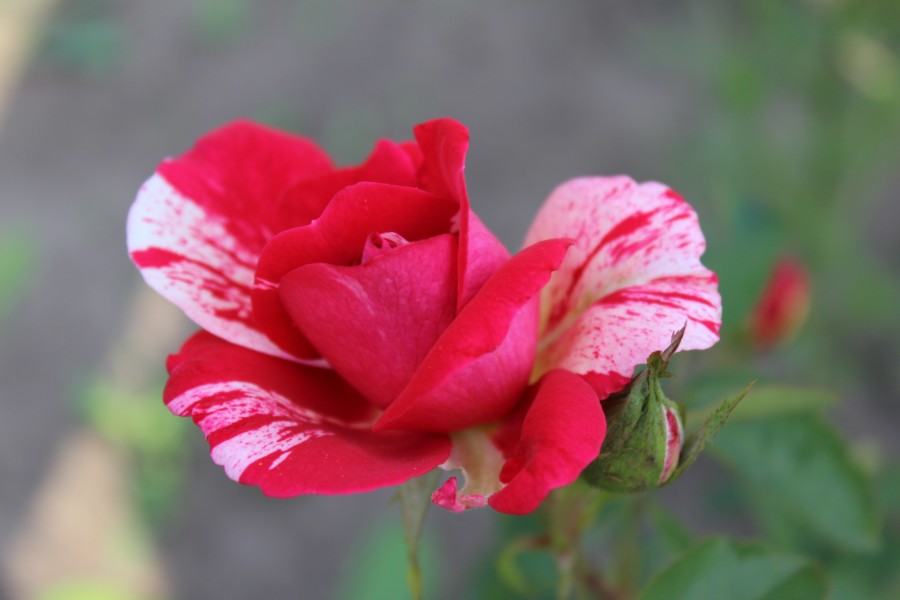 Розы649